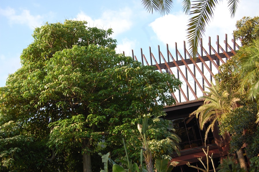 Kukui Nut Tree at Disney's Polynesian Resort