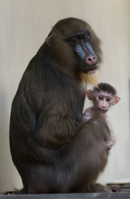 Mandrill Kelley and her Baby at Disney's Animal Kingdom (Photo by Gene Duncan)