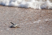 Sea Turtles at Disney's Vero Beach Resort