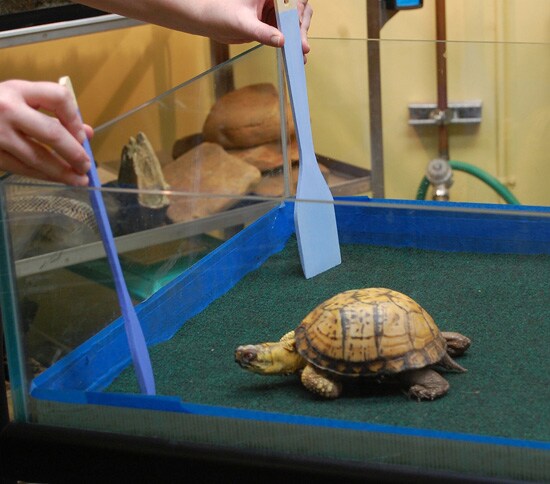 Eastern Box Turtle at Disney’s Animal Kingdom