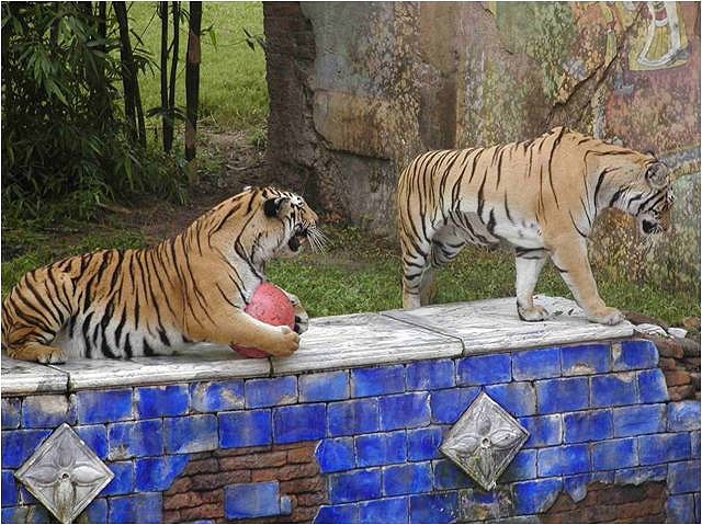 Tigers at Disney's Animal Kingdom