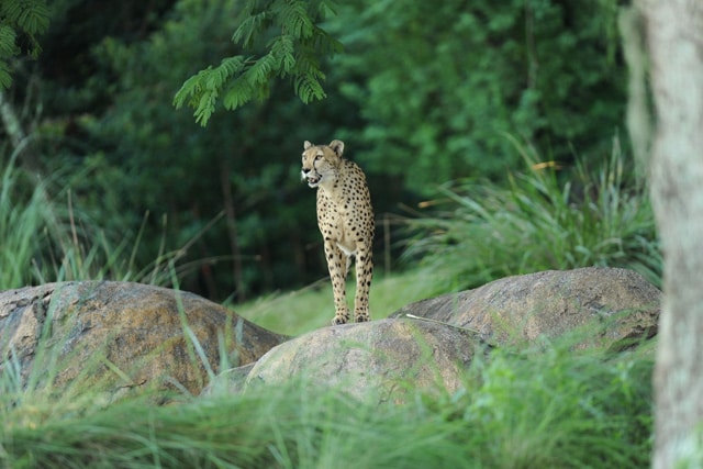 Disney's Animal Kingdom Tigers, Cheetahs and Lions Find Perfume  'Paws-itively' Appealing | Disney Parks Blog