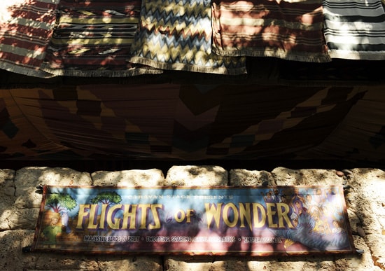 Flights of Wonder at Disney's Animal Kingdom