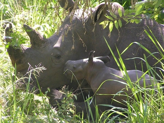White Rhinos at Disney’s Animal Kingdom