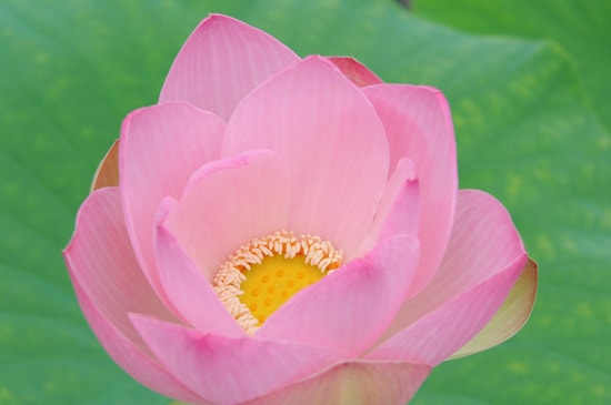 Lotus Blossoms at Epcot's China Pavilion