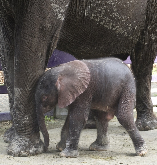Baby Elephant Receives Warm Welcome at Disney’s Animal Kingdom