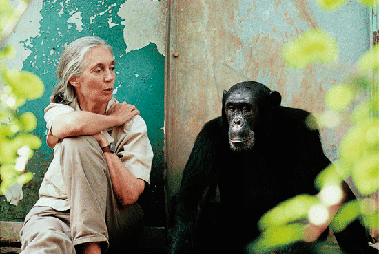 Jane Goodall Global Leadership Award Presented to Disney for Protecting Wildlife and Nature