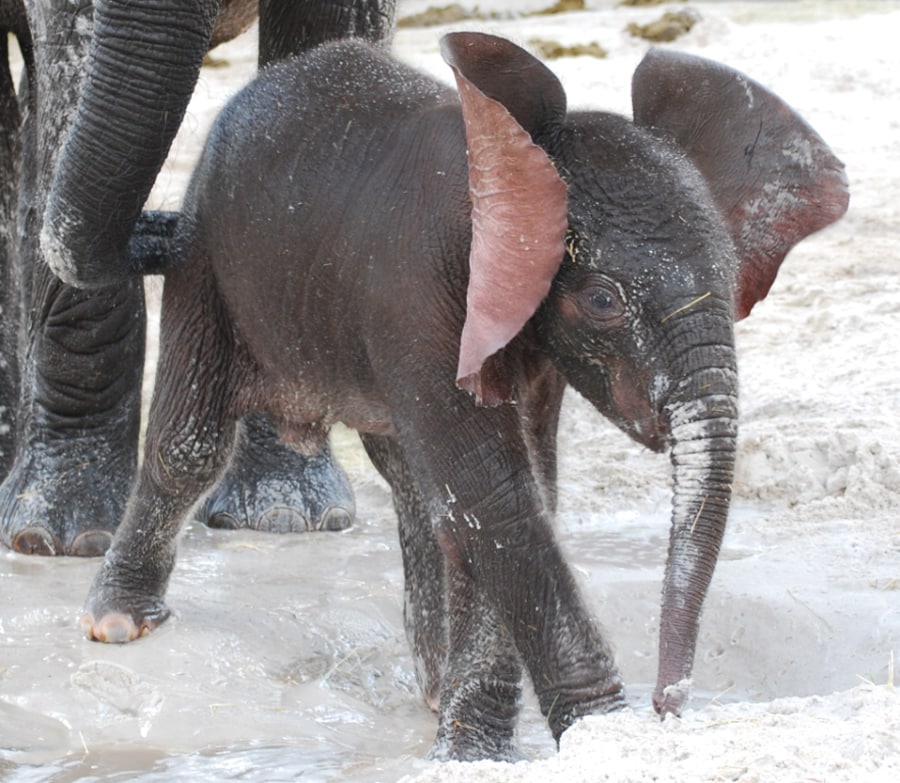 Baby Elephant Jabali at Disney's Animal Kingdom