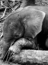 Baby Elephants Jabali and Luna Are Becoming the Best of Friends at Disney's Animal Kingdom