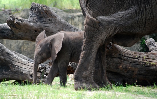 Baby Elephants Jabali and Luna Are Becoming the Best of Friends at Disney's Animal Kingdom