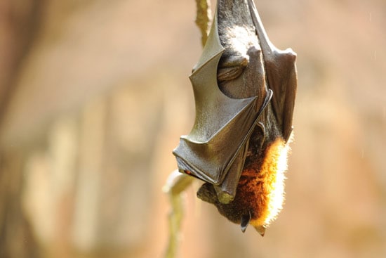 Wildlife Wednesdays: Disney’s Animal Kingdom Goes to Bat for Bats on October 26