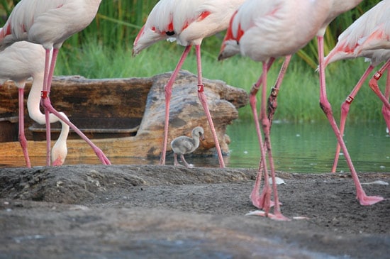 Flamingo Chick Hatched at Disney's Animal Kingdom
