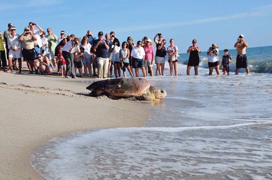 Wildlife Wednesdays: Sea Turtles Race from Disney’s Vero Beach Resort to Ocean Foraging Grounds