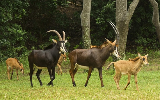 Sable Antelope Calves Join Savanna Herd at Disney’s Animal Kingdom