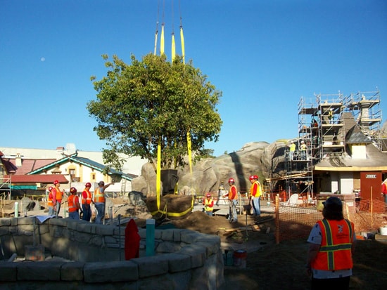 The First Tree is Planted in New Fantasyland at Magic Kingdom Park