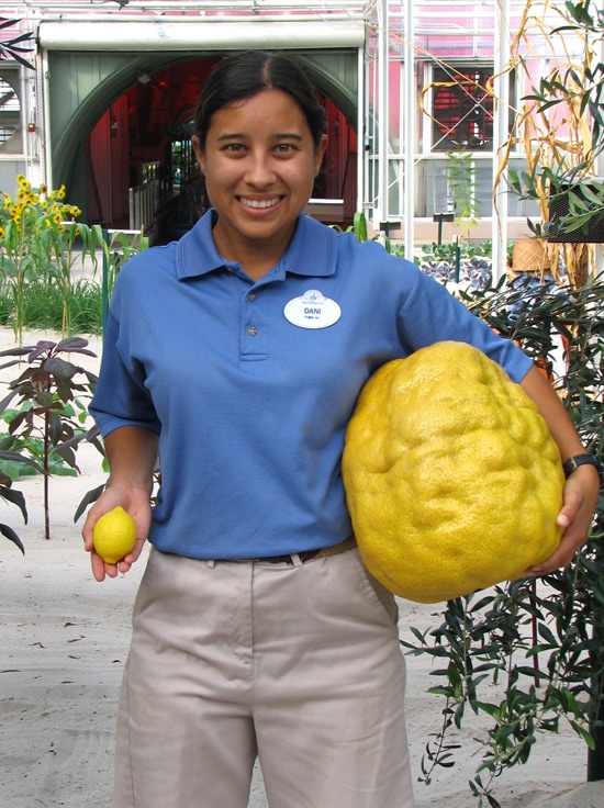 Plant Science Intern Dani at Epcot Holds a 'Normal-Sized' and 15lb Lemon in her Hands