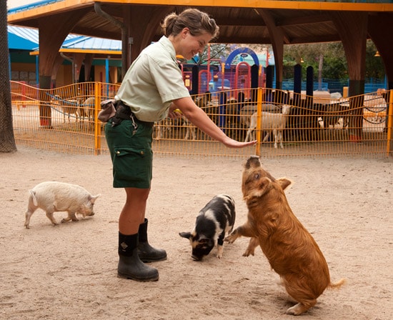 Kunekune Pigs at Disney’s Animal Kingdom