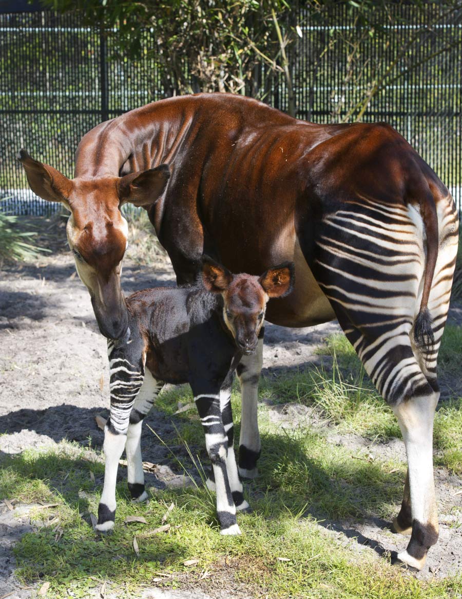 Wildlife Wednesdays: Rare Okapi Born at Disney's Animal Kingdom Lodge |  Disney Parks Blog
