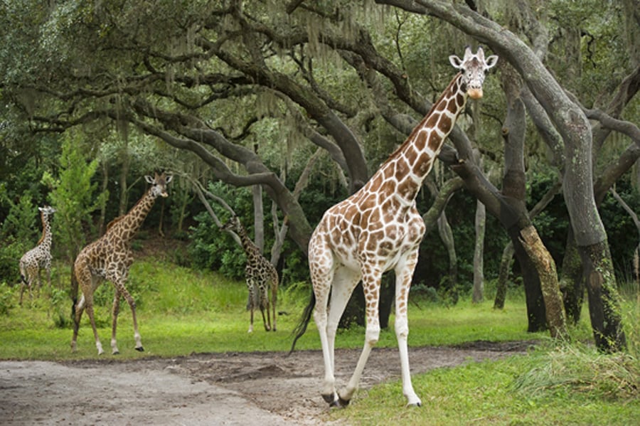 Wildlife Wednesdays: Which Giraffe Is Which at Disney's Animal Kingdom? |  Disney Parks Blog