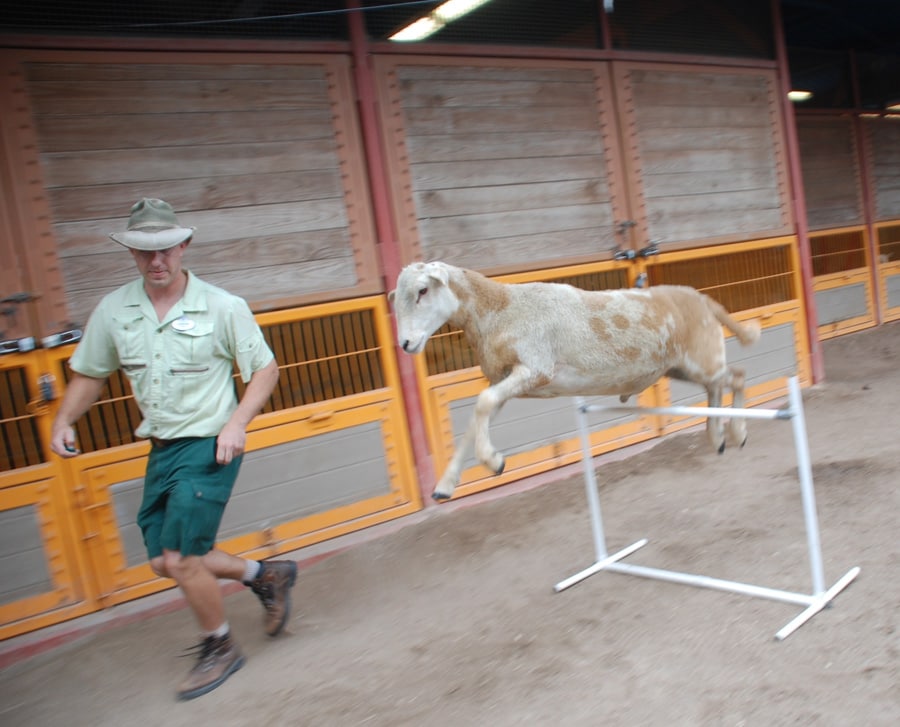 Wildlife Wednesdays: 'Personal Trainers' Help Goats and Sheep Stay Fit at  Disney's Animal Kingdom | Disney Parks Blog