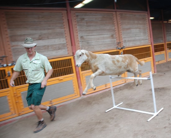 Animal Keepers at Disney's Animal Kingdom Help Keep Goats and Sheep Fit Through Personal Exercise Programs, Including Agility