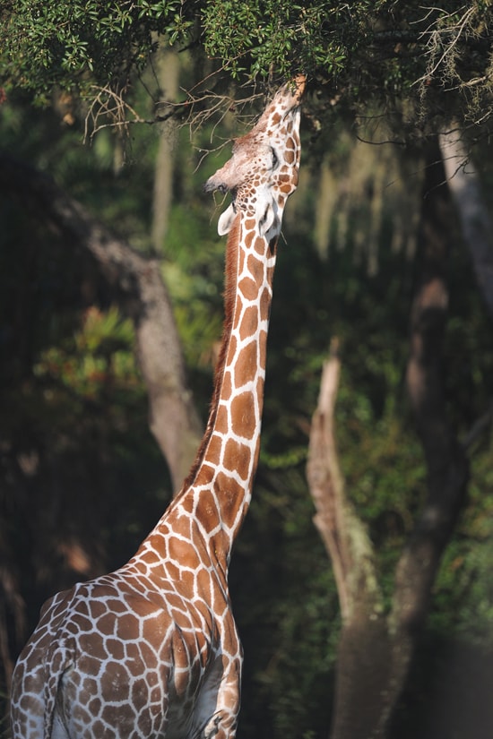 Getting a Giraffe to the Vet at Disney’s Animal Kingdom