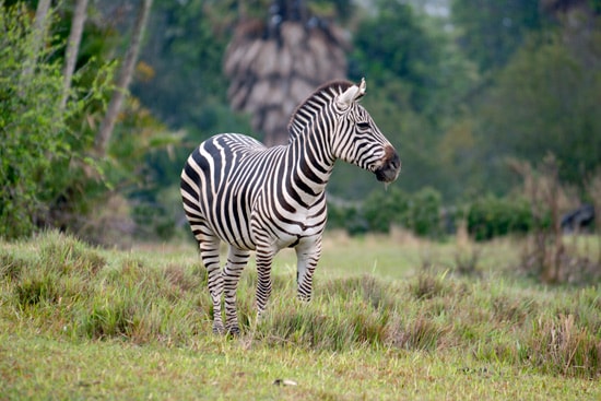 Kilimanjaro Safaris To Boost Zebra Presence, Add Savannah Space at Disney’s Animal Kingdom