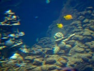 Menehune Spotted Underwater at Aulani, a Disney Resort & Spa