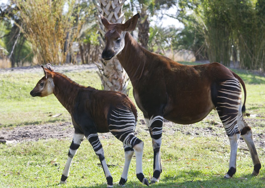Wildlife Wednesdays: Okapi Calf Ventures Out on Disney's Animal Kingdom  Lodge Savanna | Disney Parks Blog