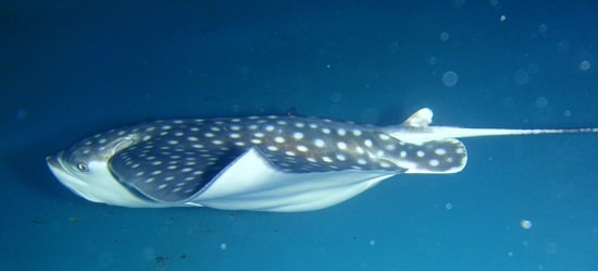 The Seas With Nemo & Friends Welcomed the Newest Spotted Eagle Ray Pup to Disney’s Animal Kingdom
