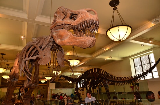 Disney Cruise Line Port Adventures Features Visits to the American Museum of Natural History