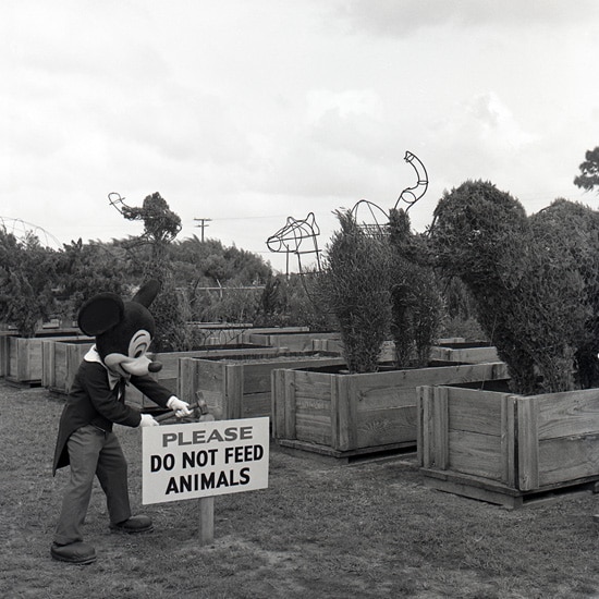 A 1971 Shot of Mickey With Some of Magic Kingdom Park's First Topiaries
