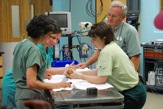 Veterinarians Examine a Turtle at Disney's Animal Kingdom