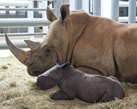 Disney Photographer Gene Duncan Captures Shots of Disney's Animal Kingdom's Newest White Rhino