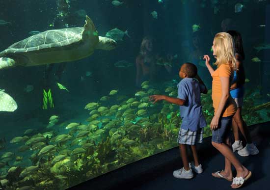 Get Up Close and Personal with Turtles at The Seas with Nemo & Friends