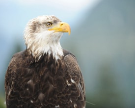 Bald Eagles Spotted from the Disney Wonder While Sailing in Alaska
