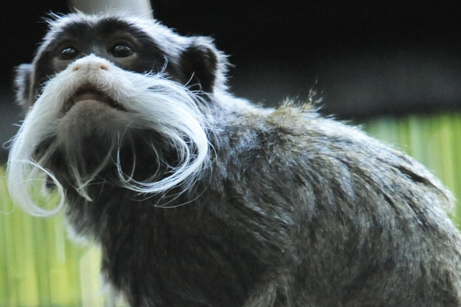 Wildlife Wednesdays: What Do a 400-Pound Gorilla and a One-Pound Cotton-Top  Tamarin Have in Common? Find out at Disney's Animal Kingdom | Disney Parks  Blog