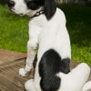 Lucky Dog! Lily, the Labrador-Catahoula pup with a Mickey Mouse-shaped spot on her lower back, meets Mickey Mouse.