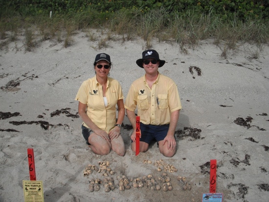 Wildlife Wednesdays: Ready, Set, Go! Sea Turtles Race to the Ocean at Disney’s Vero Beach Resort, Including Hatchlings from Cinderella the Sea Turtle’s Nest