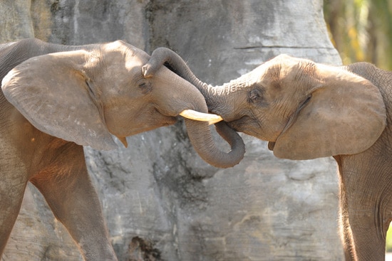 In Addition to Sucking Up Water to Squirt in Their Mouths and Picking Up Food, Elephants’ Trunks Are Used For Greeting, Caressing, Threatening and Throwing Dust Over Their Body