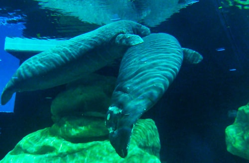 Rescued Manatees Lou and Vail Make Their Home at The Seas with Nemo & Friends at Epcot