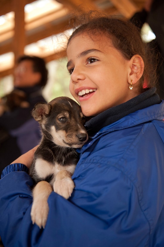 Meet the Crew of Alaska Heli Mush and Sled Dog Puppies on a Cruise to Alaska with Disney Cruise Line