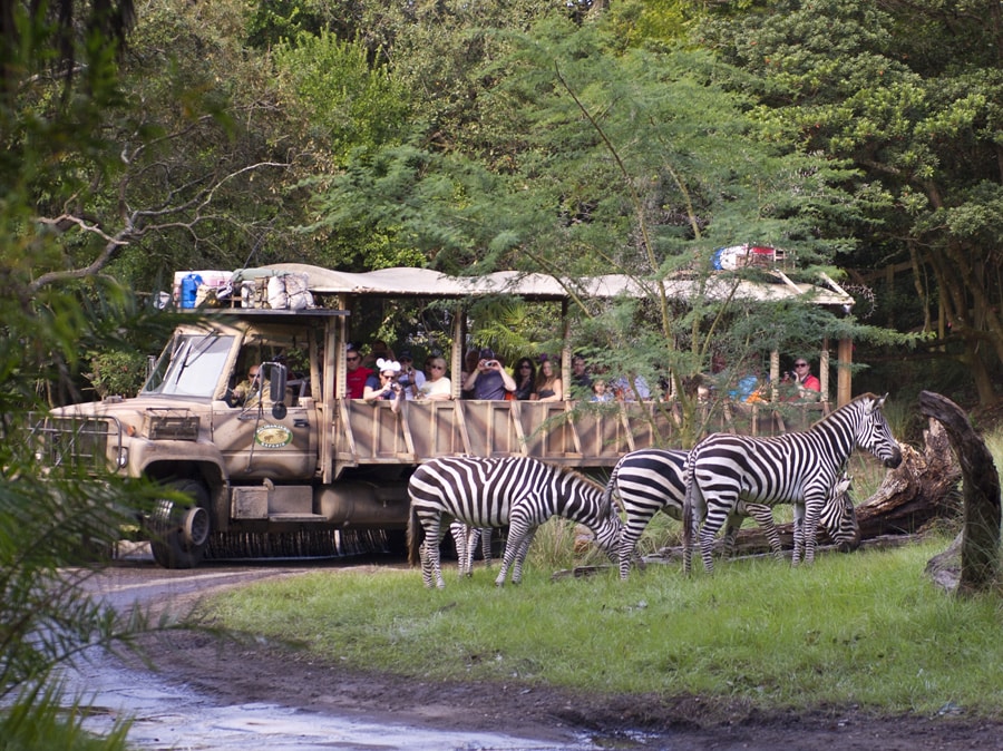 Los visitantes ven rayas en Disney's Animal Kingdom - Zebras en New Kilimanjaro Safaris Savanna | Blog de Parques Disney