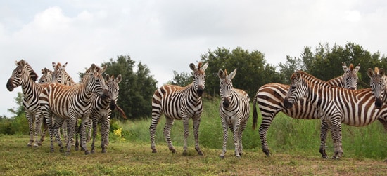 Plains Zebras in Kilimanjaro Safaris at Disney's Animal Kingdom
