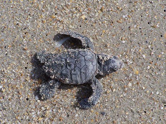 Endangered Baby Sea Turtles- Featured on the New Rafiki's Planet Watch Film