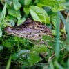 Exploring Costa Rica with Adventures by Disney – Caiman