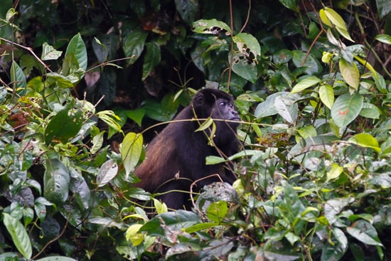 Exploring Costa Rica with Adventures by Disney - Howler Monkey