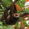 Exploring Costa Rica with Adventures by Disney – Sloth