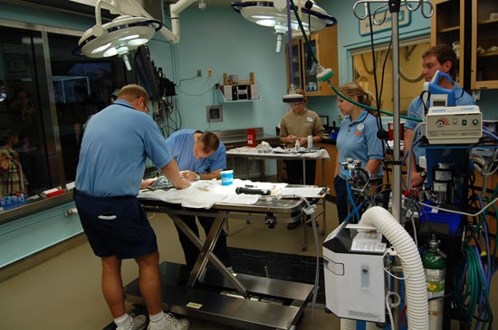 Veterinarians Examine Recovering Sea Turtles at the Animal Hospital at Disney’s Animal Kingdom