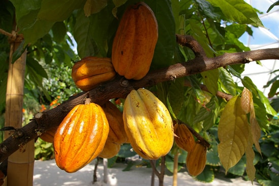 Cacao Trees in Full Bloom at The Land Pavilion at Epcot